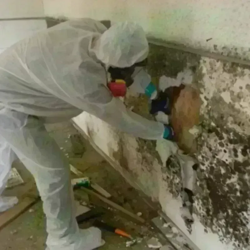 Mold Remediation and Removal in Lawrence County, IL